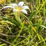 Romulea columnae Habitus