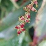 Leucothoe fontanesiana Fruit