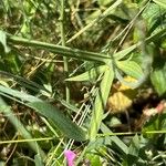 Lathyrus heterophyllus Coajă