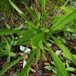 Echinacea paradoxa Feuille