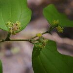 Ziziphus guatemalensis