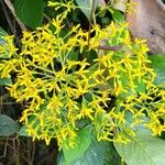 Dendrophorbium lucidum Flor