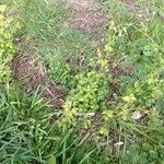 Asparagus asparagoides Habitus