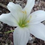 Zephyranthes atamasco Flower