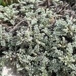 Artemisia caerulescens برگ