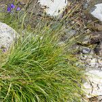 Carex frigida Libunga