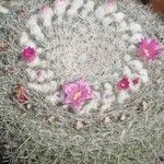 Mammillaria haageana Flor