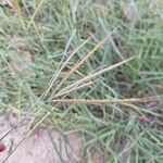 Dichanthium annulatum Flower