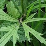 Ranunculus acris Leaf