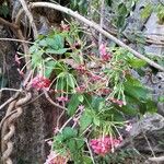 Combretum indicum Flor