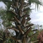 Borassus flabellifer 树皮