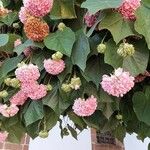 Dombeya wallichii Natur