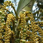 Caryota urens Fruto