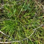 Carex pulicaris 叶