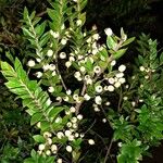 Myrtus communis Fruto