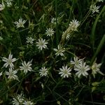 Stellaria graminea Blüte