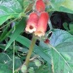 Kohleria tubiflora Flower