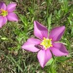 Sabatia campestris Flower