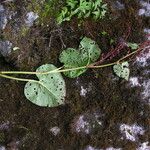 Rheum acuminatum Hàbitat