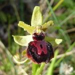 Ophrys sphegodes Квітка