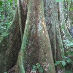 Celtis zenkeri Koor