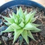 Haworthia marumiana Yaprak