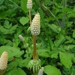 Equisetum arvense Fiore