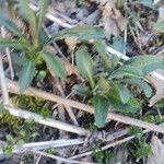 Hieracium albiflorum Blatt