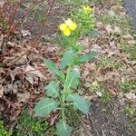 Brassica napus Συνήθη χαρακτηριστικά
