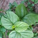 Jacquemontia tamnifolia Blad