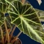Begonia chingipengii Leaf