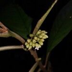 Besleria flavovirens Кветка