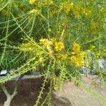 Parkinsonia aculeata Feuille