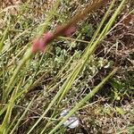 Heteropogon contortus Blüte