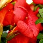 Campsis grandiflora Mosusu