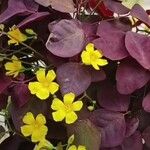 Oxalis hedysaroides Leaf