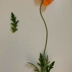 Papaver atlanticum आदत