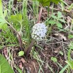 Hydrophyllum capitatum Blomma