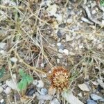 Trifolium fragiferum Fruit