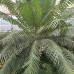 Cycas circinalis Лист