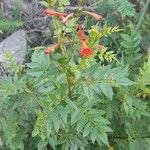 Tecoma fulva Celota