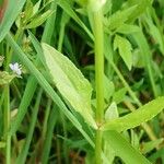Veronica anagallis-aquatica Leaf