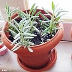 Lavandula dentata Ліст