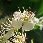 Crataegus rhipidophylla 花