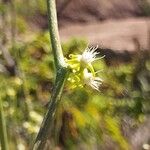 Cynanchum viminale Flor