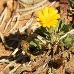 Calendula arvensisBlomst