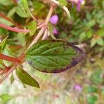 Centradenia inaequilateralis Folha