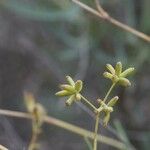 Bupleurum fruticescens Fruto