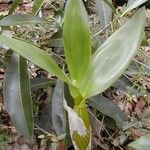 Dendrobium macrophyllum Habit