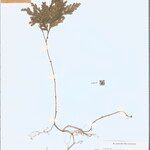 Selaginella parkeri Hoja